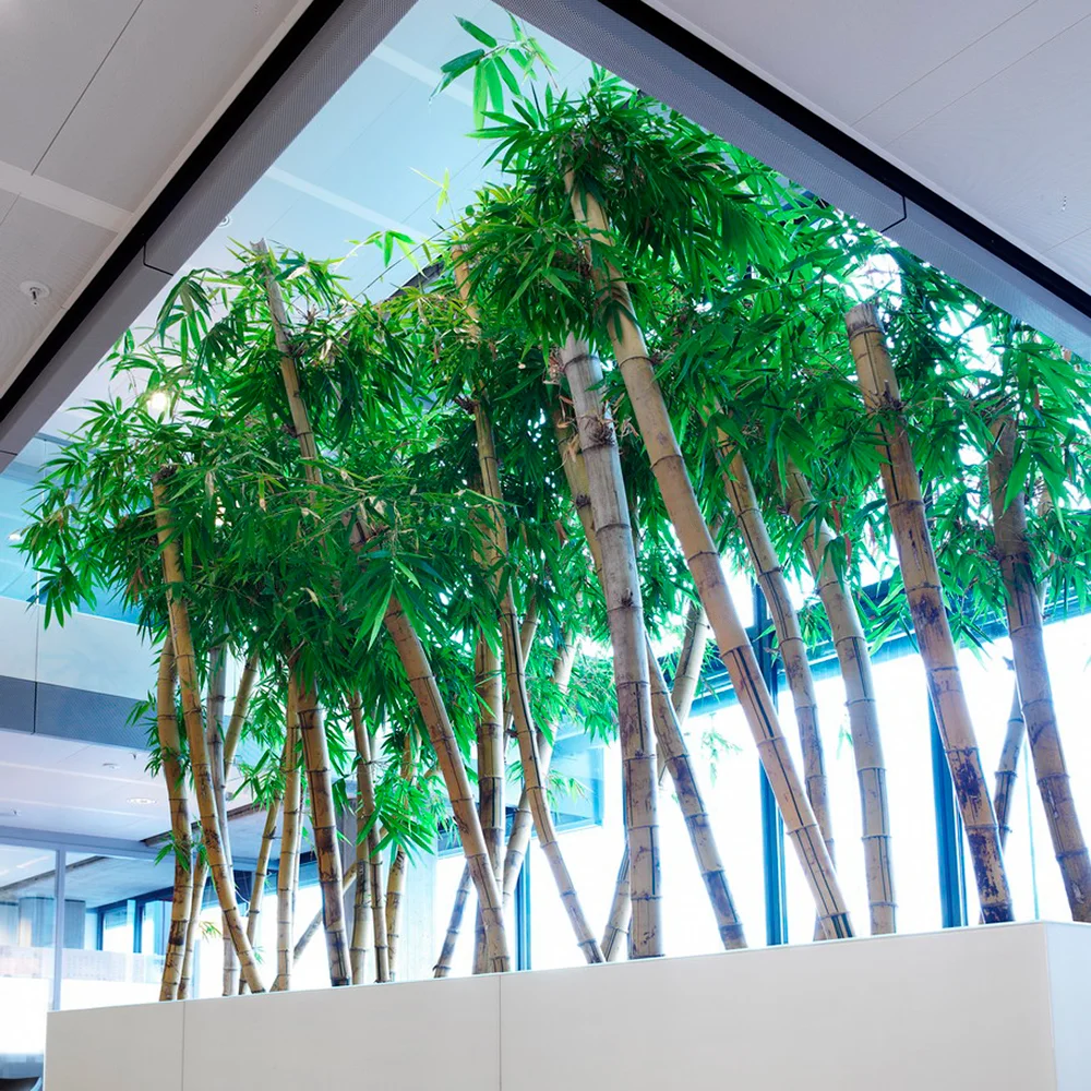 Kroll SR - Bambusa vulg Striata