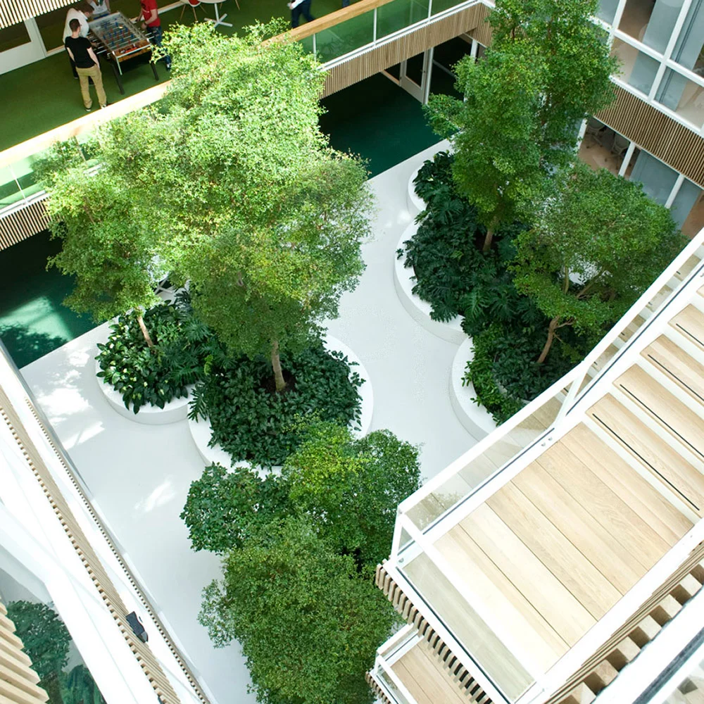 Kroll SR - Bucida buceras